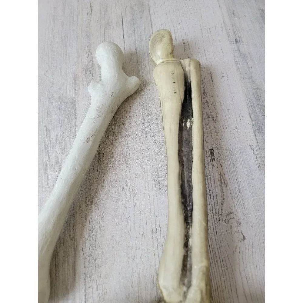 Skeleton leg bone‎ set prop Halloween decor zombie